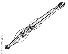 Представитель Семейства Bathybelosidae